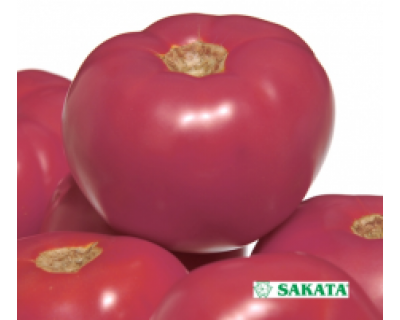 Tomāti FUJI PINK F1  250 gab Sakata